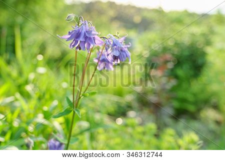 Blue Violet Bluebell Flower Aquilegia, Columbine, Catchment. Green Grass In The Meadow, Spring Textu