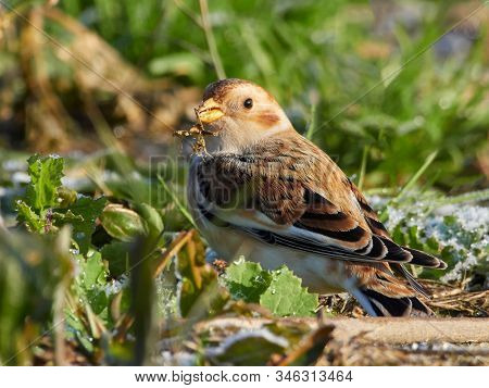 Snow Bunting (Plectrophenax nivalis) male in winter plumage