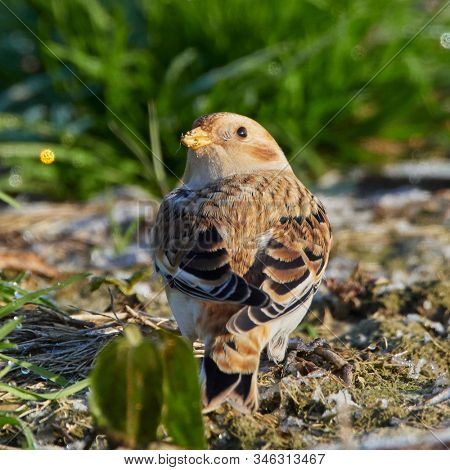 Snow Bunting (Plectrophenax nivalis) male in winter plumage