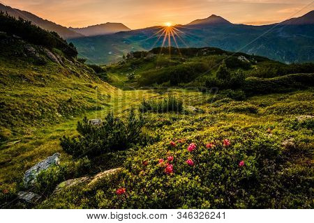 Sunrise And Alpenroses Above Obertauern Near Krumschnabelsee, Austria