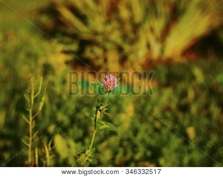 Clover Flower On A Green Grass Background, Russia