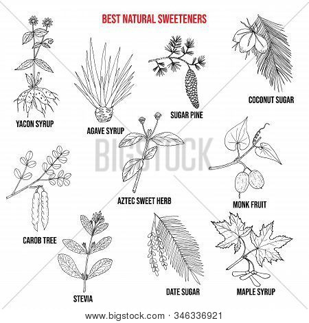 Best Natural Sweeteners. Hand Drawn Set Of Medicinal Herbs