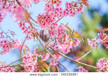 Pink Cherry Blosssom With White-headed Bulbul Bird