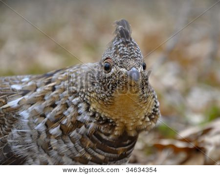 Vari Grouse