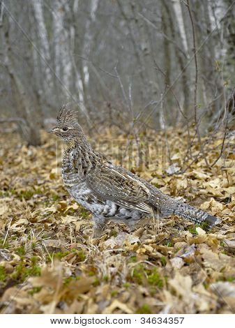 Vari Grouse