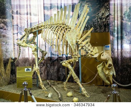 Azov, Russia - July 27, 2019: Primeval Steppe Bison. Exhibit Of The Azov Paleontological Museum.