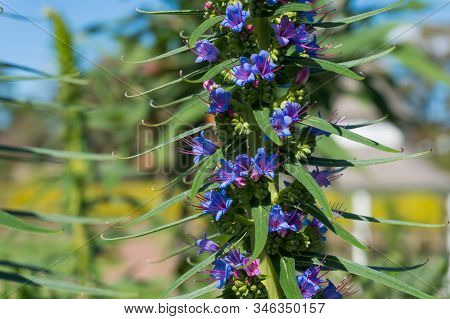 Close Up Of Blue Flowers Of Liatris Spicata Or Dense Blazing Star Plant. Exotic Tropical Plant With 