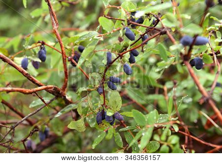 Shrub With Ripe Haskap Berry. Summer Garden Background With Countryside Nature