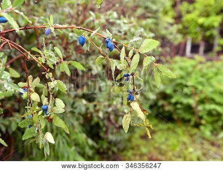 Haskap Shrub With Ripe Blue Berry. Summer Garden Background With Countryside Nature