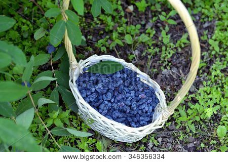Haskap Berry In The Wicker Basket On The Ground. Summer Garden Background With Countryside Nature