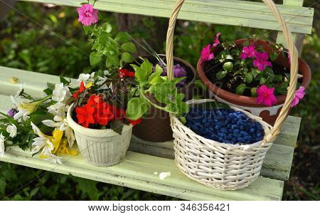 Flowers In Pots, Flower Bunch And Basket With Ripe Blue Haskap Berry On The Bench. Summer Garden Bac