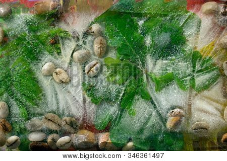 Background Of  Green Leaves Of Oak And Green Coffee Beans  And Acorn   In Ice   Cube With Air Bubble
