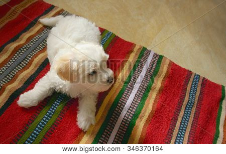 Cute Puppy Maltezer Dog Laying On Carpet