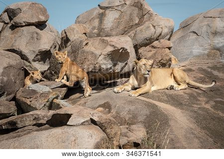Lioness Lies On Kopje With Two Cubs