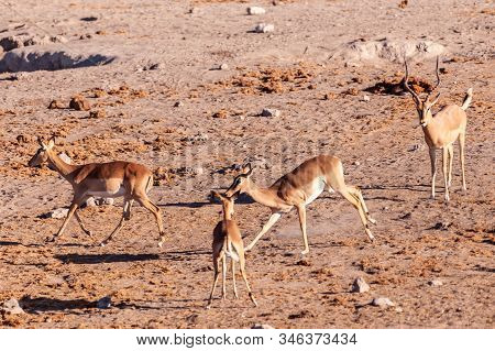 A Group Of Impalas -aepyceros Melampus- Running Nervously Around A Waterhole In Etosha National Park