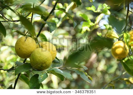 Orange Tree, Orange Juice Good For Health