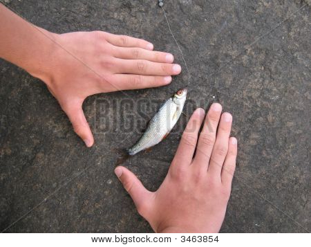 die gefangenen Fische