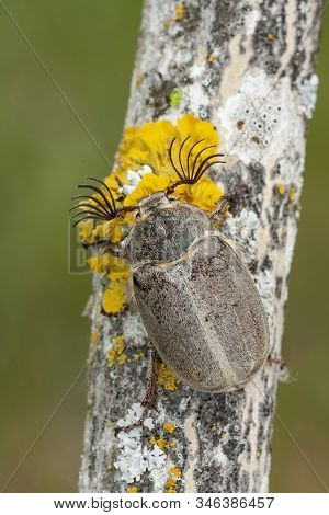 Sanjuanero Beetle, Melolontha Melolontha, Climbing A Branch. Leon, Spain