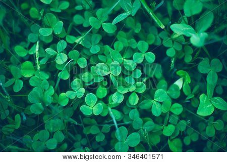Close Up Of Natural Shamrock Field. Rural Nature View. Spring Holiday Floral Backdrop. Green Garden 