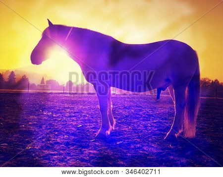 Grazzing Horse In Meadow On Abstract Background. Color Effect. Abstract Filter.