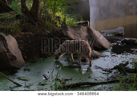 Homeless Stray Dog Abandoned On Dirty Street. Little Poor Dog Wet Dripping In Rain And Mud. Lonely H