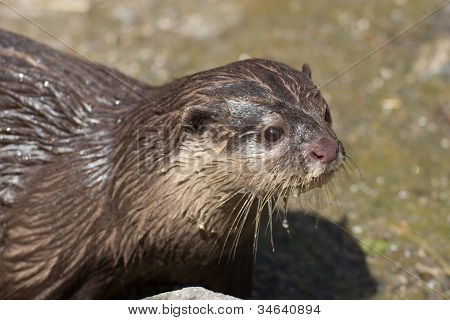 Fischotter