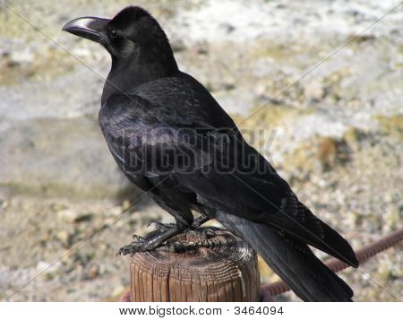 Wrona