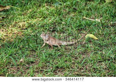Oriental Garden Lizard (calotes Versicolor) In Kanchanaburi, Thailand