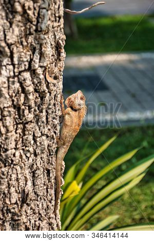 Oriental Garden Lizard (calotes Versicolor) In Kanchanaburi, Thailand