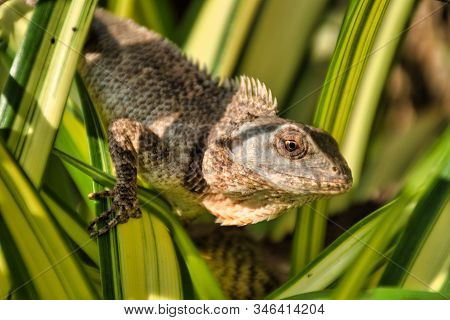 Oriental Garden Lizard (calotes Versicolor) In Kanchanaburi, Thailand