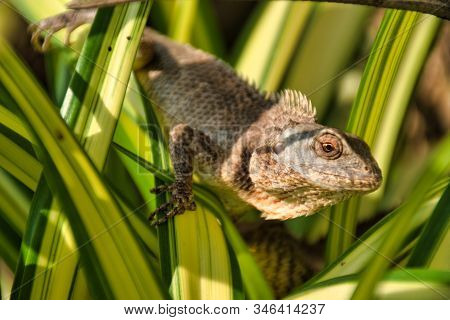 Oriental Garden Lizard (calotes Versicolor) In Kanchanaburi, Thailand