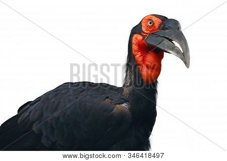 The Southern Ground Hornbill (bucorvus Leadbeateri) Formerly Known As (bucorvus Cafer) , Isolated Po