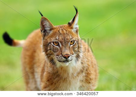 The Eurasian Lynx (lynx Lynx), Portrait. Eurasian Lynx Portrait. Lynx Portrait Insite The Greenery.