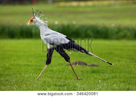 The Secretarybird Or Secretary Bird (sagittarius Serpentarius) . The Secretary Bird With Green Backg