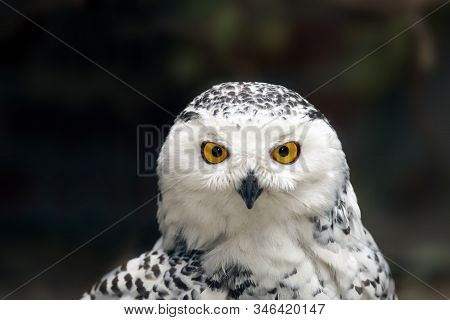 The Snowy Owl (bubo Scandiacus) Female Portrait With Brown Background.head Of Big White Owl On Dark 