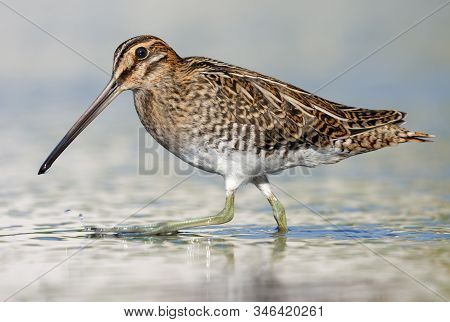 Tight Shot Of Common Snipe Walking On Water Shore Border In Bright Sunny Day