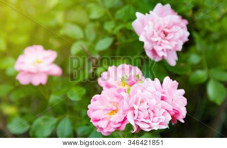 Pink English Rosa. Flowers In Background With Sun In Summer Garden. Cope Space