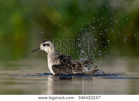 Red-necked Phalarope Bathing With A Lot Of Splashes And Drops