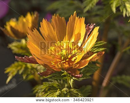 Bright Yellow Flower Of Adonis Amurensis Beni Nadeshiko Just Opening