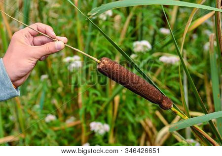 The Aquatic Plant Typha Gracilis: Easy To Find Along The Banks Of Ponds And Lakes. With Flat, Narrow
