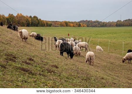Black And White Herd Of Racka Sheep On The Old River Bed Of The River Elster On The Suburban Of Leip