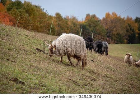 Black And White Herd Of Racka Sheep On The Old River Bed Of The River Elster On The Suburban Of Leip