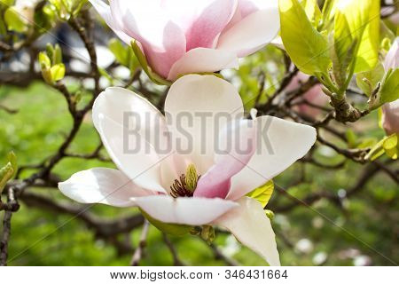 Spring Magnolia flowers on the tree branch. Floral close up