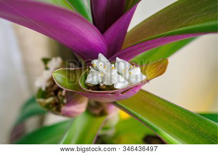 Close-up Shot Of White Flower Of The Boat Lily Or Moses-in-the-cradle. Tradescantia Spathacea Inflor