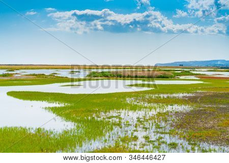 Rye Nature Reserve Wetlands With Stream Wandering Through Green Swamp Vegetation.