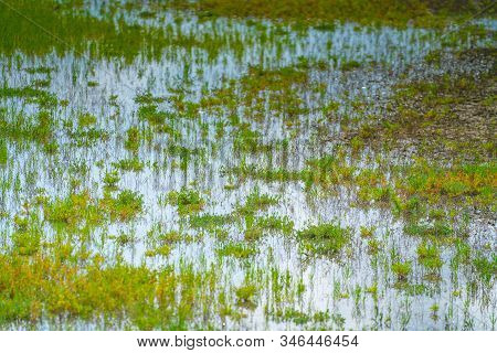 Rye Nature Reserve Wetlands Low Vegetation Mash Vegetation