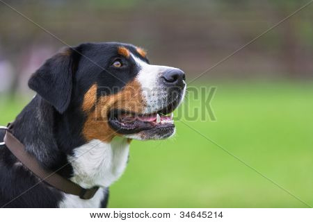 El Greater Swiss Mountain Dog, conocido como la GSMD o Gran Boyero Suizo