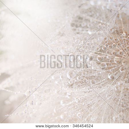 Beautiful Dew Drops On A Dandelion Seed Macro.