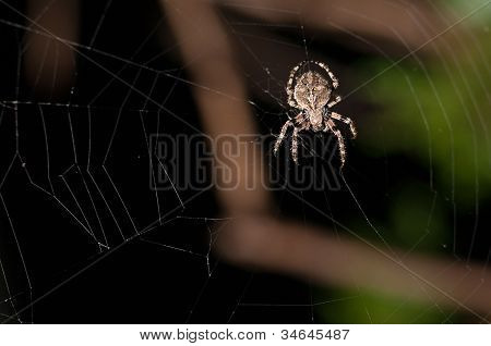 Spider