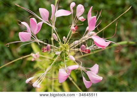 Cleome o fiore di ragno, un alto fiorito annuale